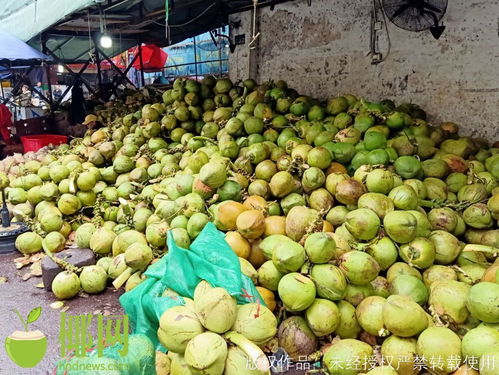 海南椰子价格 大跳水